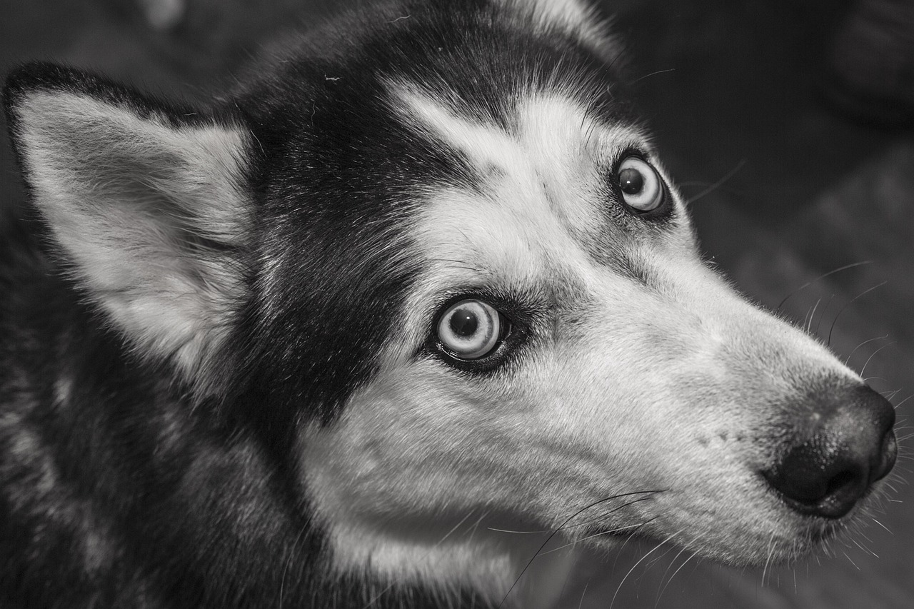 Tout savoir sur ce compagnon unique et majestueux qu'est le Husky Noir