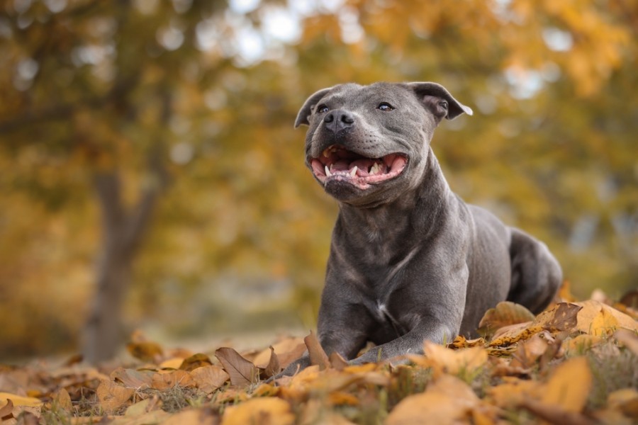 Découvrez le monde fascinant du staffie bleu