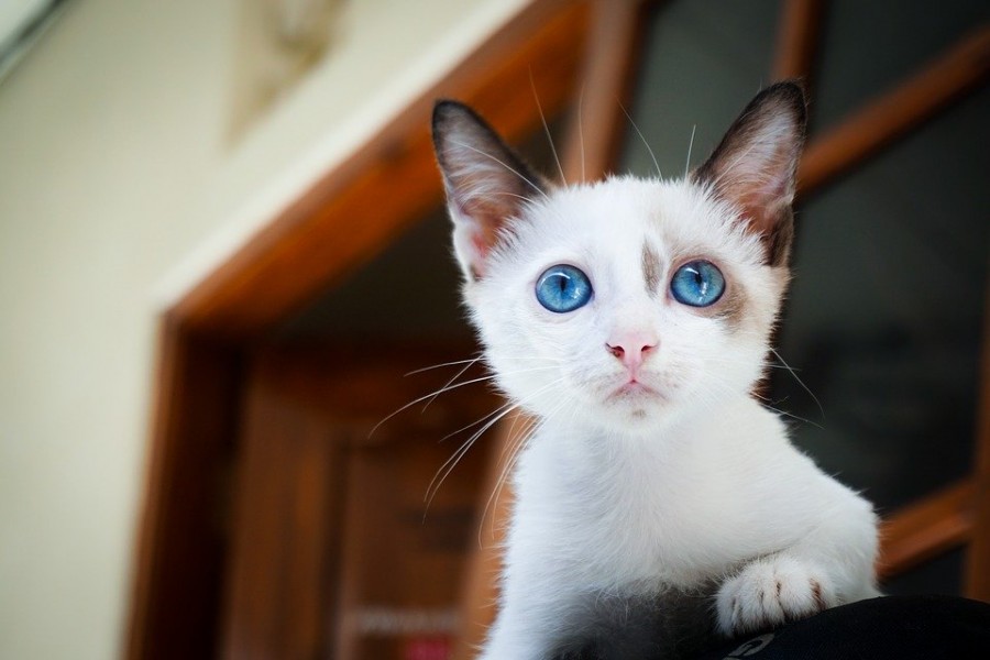 La surdité chez le chat : comment s'en occuper ?