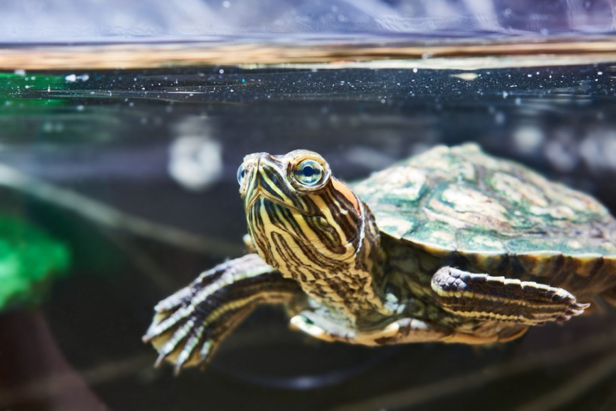 Tout ce que vous devez savoir sur une tortue d'eau.