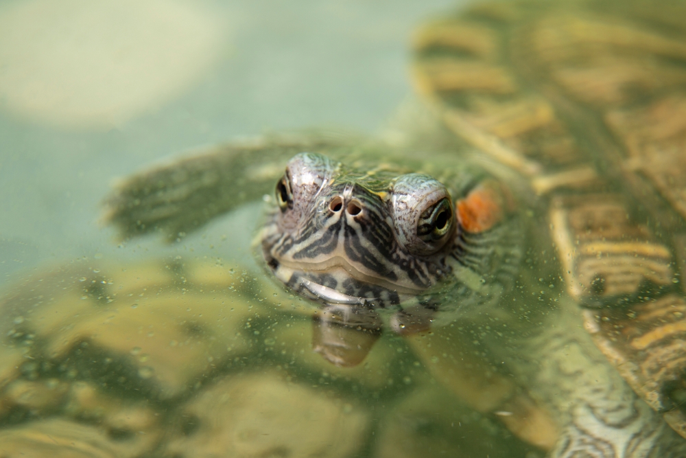 Comment bien s'occuper d'une tortue d'eau ?