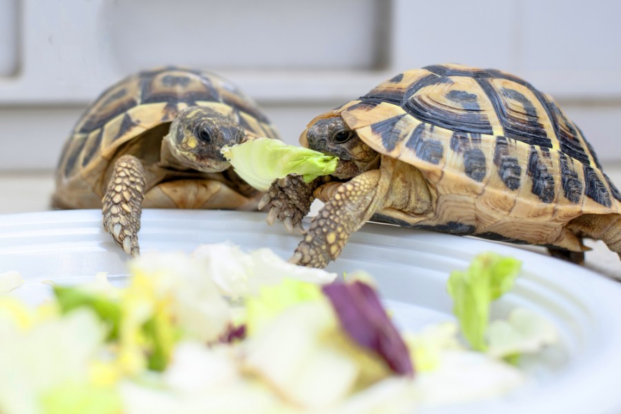 Quelles espèces de tortues terrestres peut-on élever à la maison ?