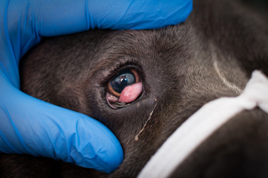 Ulcère de l'oeil chez le chien : comment réagir ?