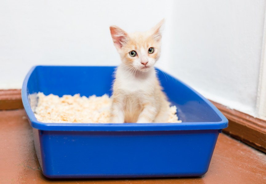 Litière pour chat : laquelle choisir ?