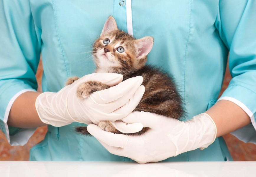 Vacciner son chat : est-ce important ?