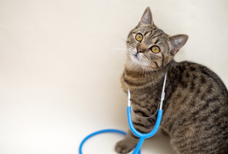 Comment traiter efficacement les vers chez les chats ?