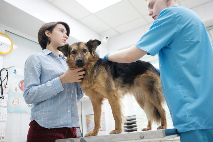 Vésicule biliaire symptômes : comment soigner ce problème chez le chien ?