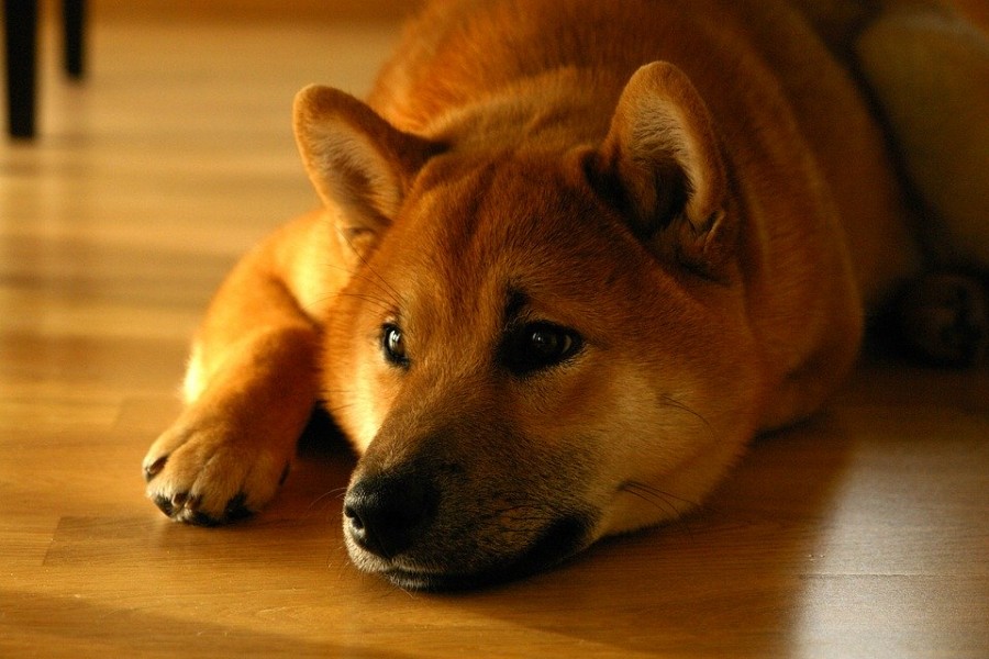 Adopter un Shiba Inu chiot