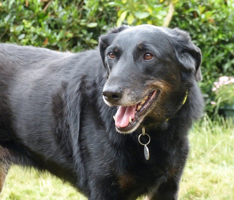 Les conseils pour adopter un beauceron arlequin