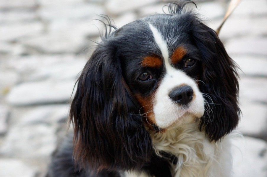 Épagneul japonais : comment élever ce petit chien ?